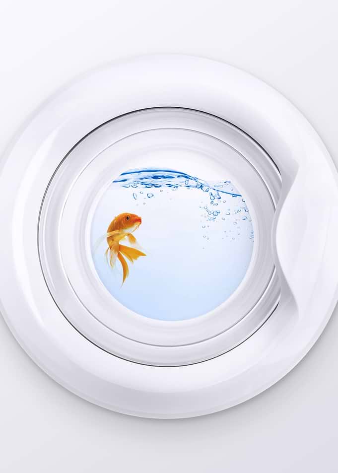 My very clean fish.
