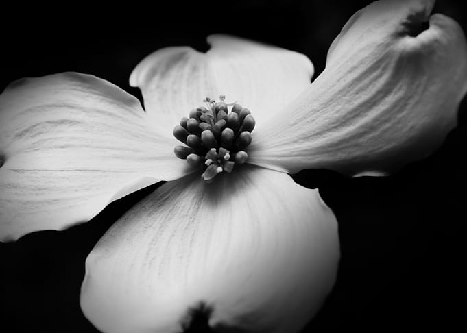 Dogwood