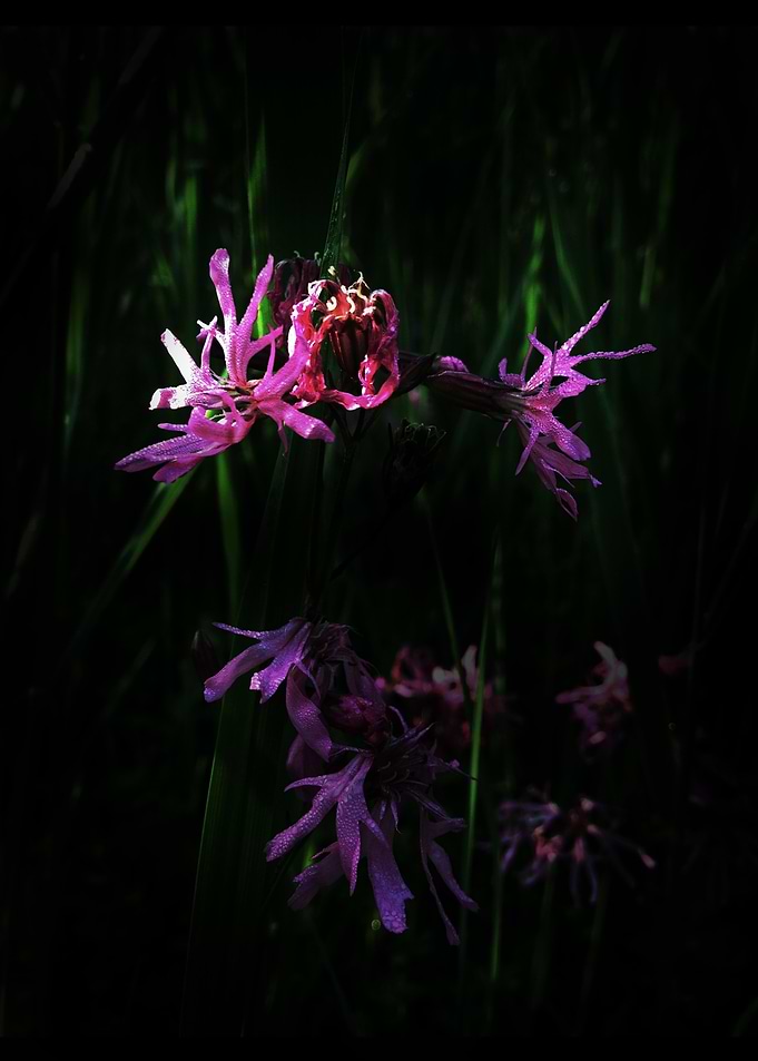 Ragged Robin
