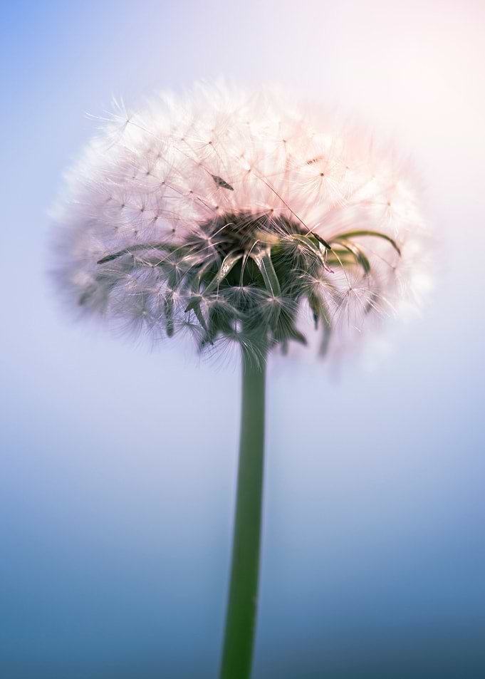 dandelion #3