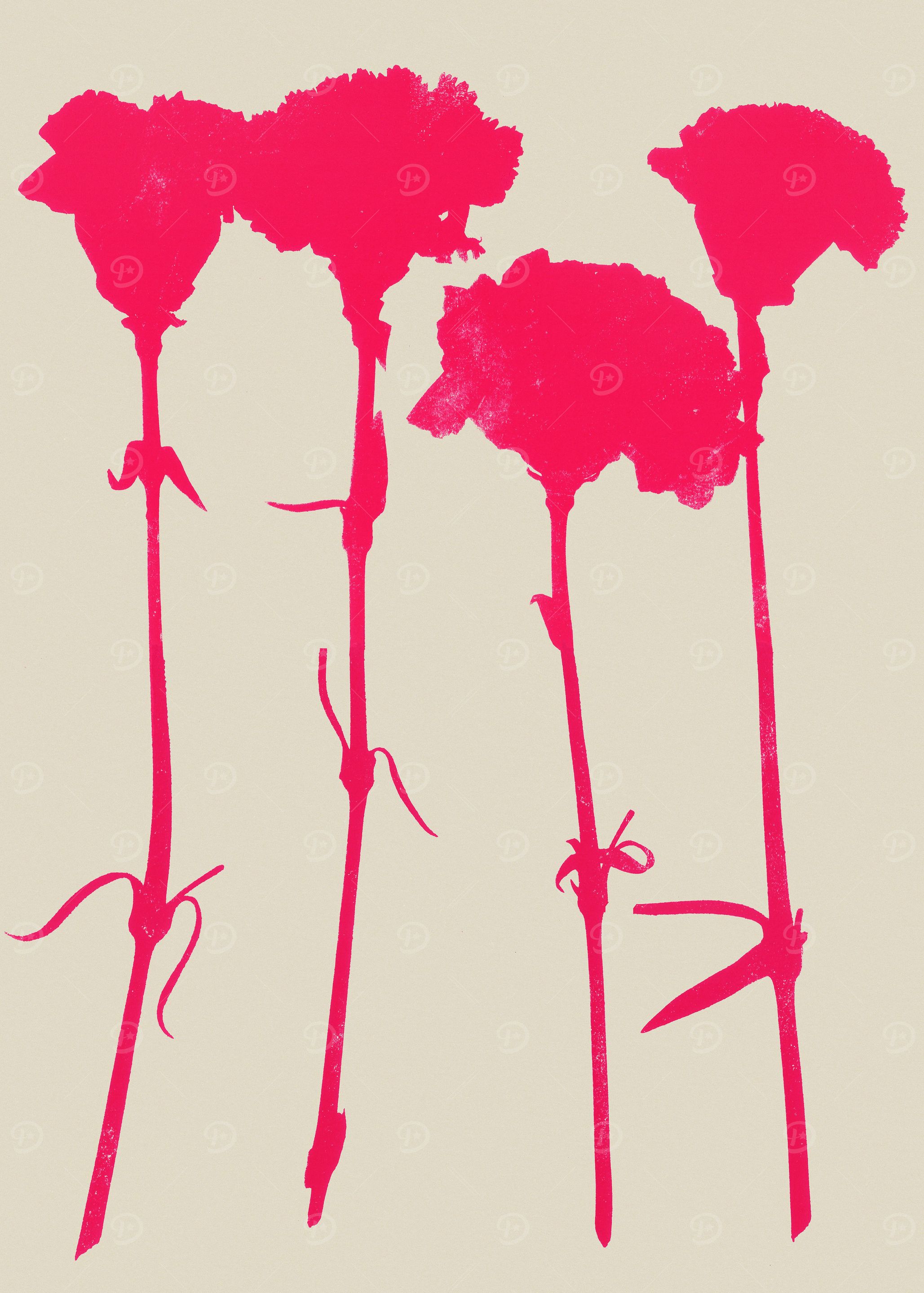carnations 2