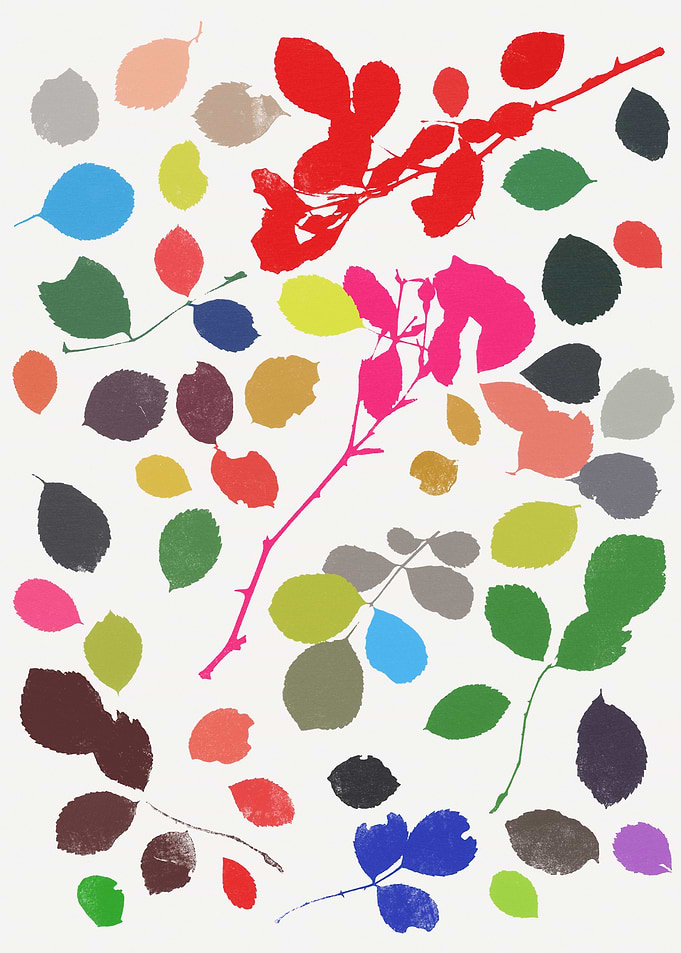 wildrose 1