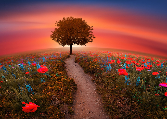 The Little red tree By chrissie Judge