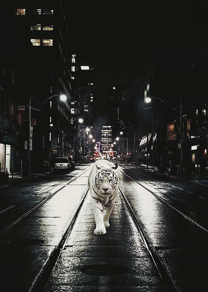 Night Watcher
