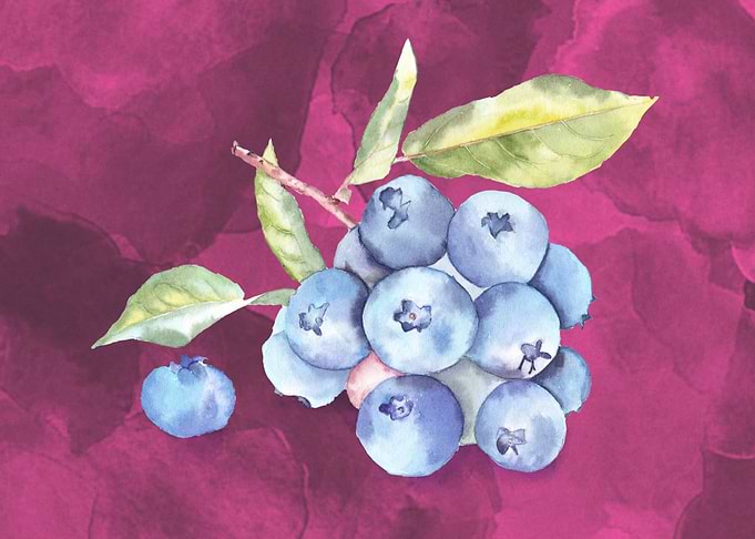 Blueberries in watercolor on a rose-colored background. ...