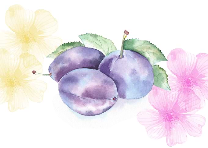 Plums and flowers in watercolor.