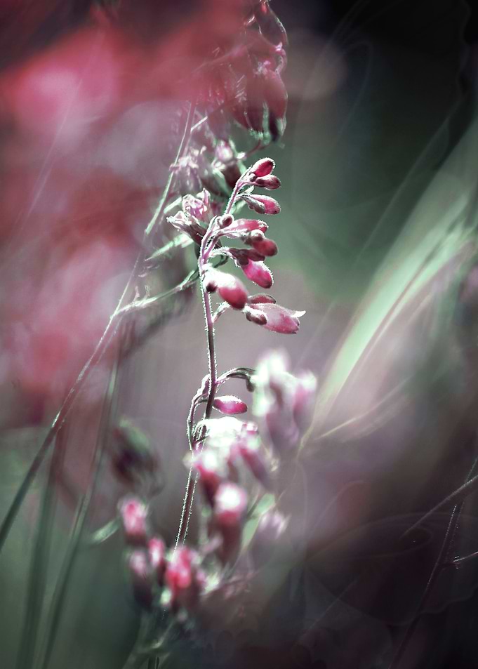 Title: RED SPANGLES no5-Butterflies. Photo Art. ©2015-2 ...