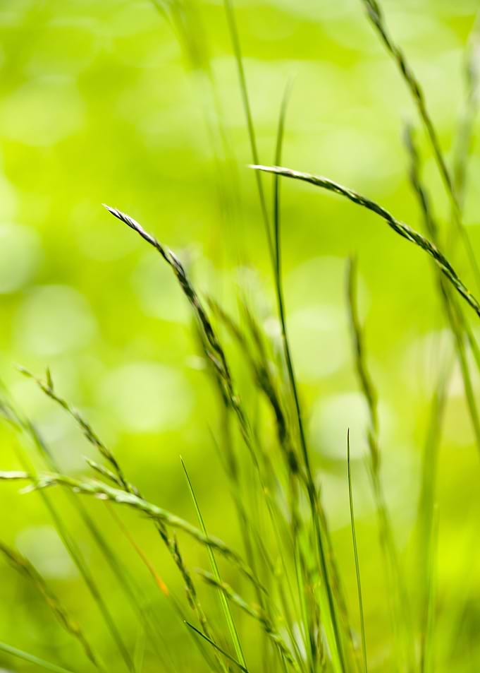 Grass Abstract