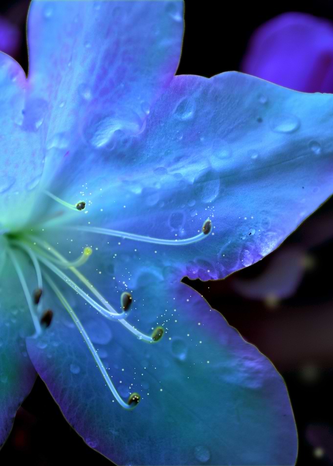 Surreal Flower