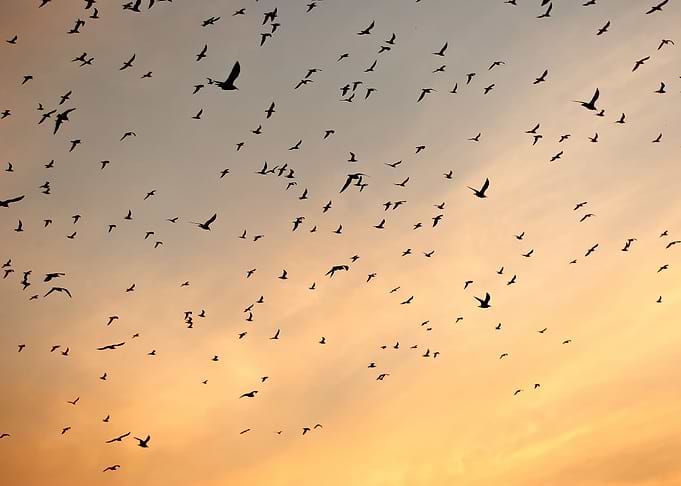 Birds