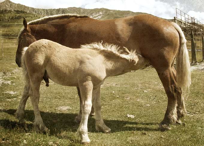 Mother and Son