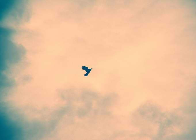 Fly little Bird