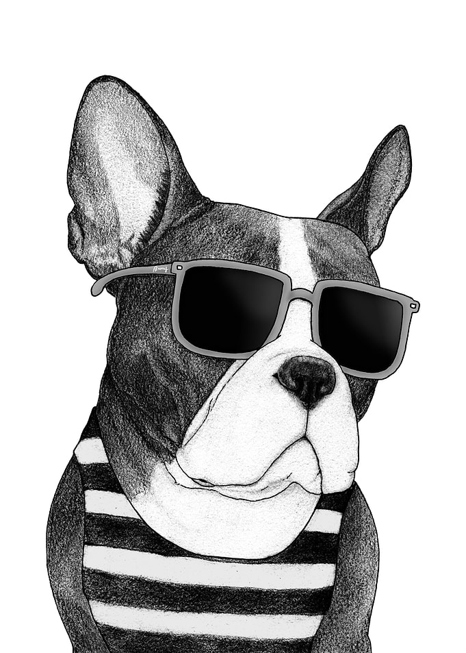 Frenchie Summer Style B&W