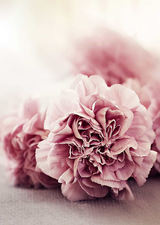 Pink Carnations