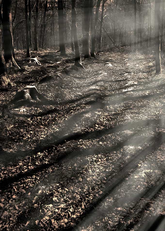 The Witchy Woods
