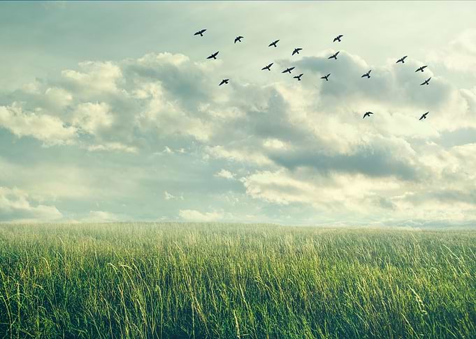 flight to freedom
