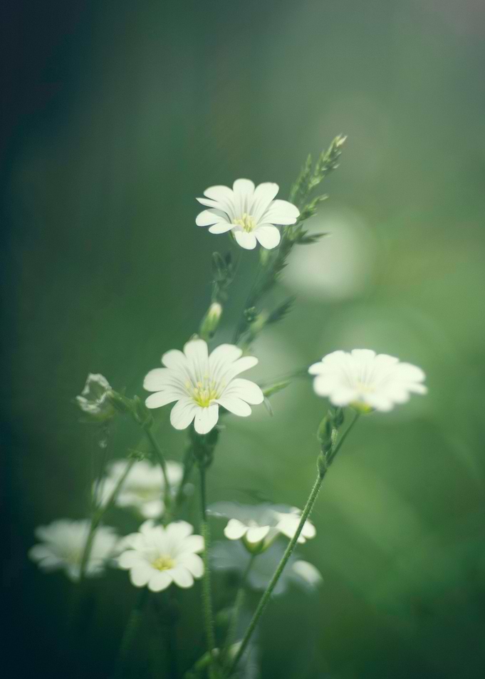 Daisies