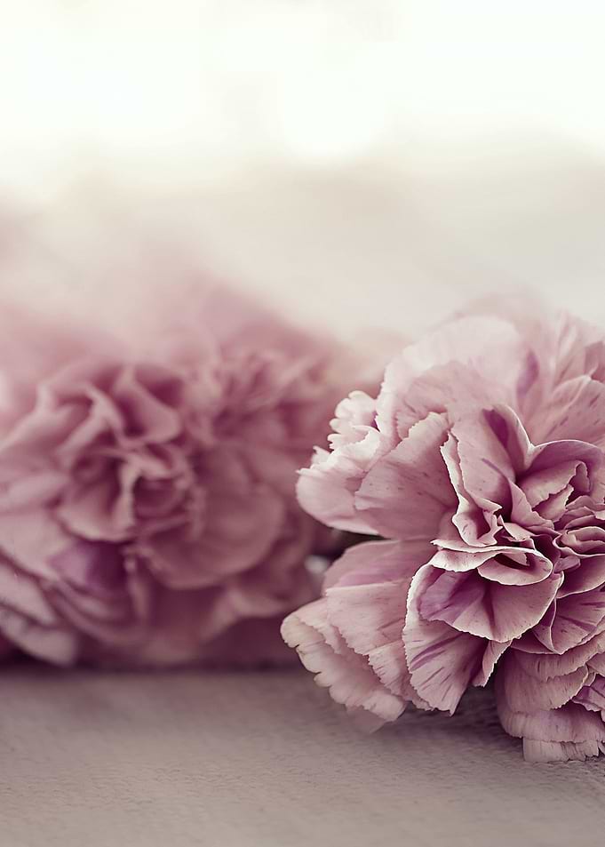 Pastel Pink Carnations