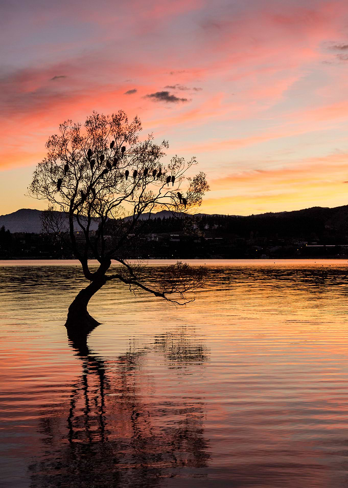 Wanaka Tree at Sunset