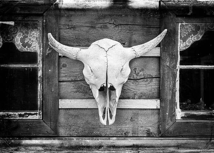 A Buffalo Skull on an old