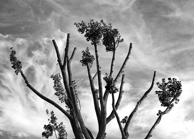 Tree in the Sky
