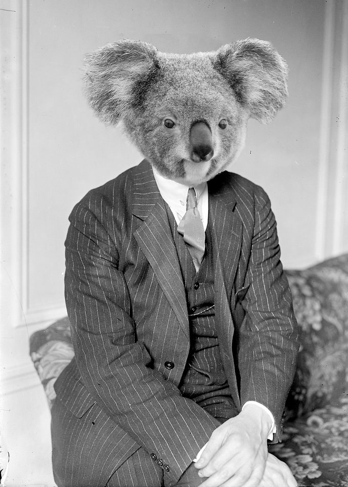 1930's koala