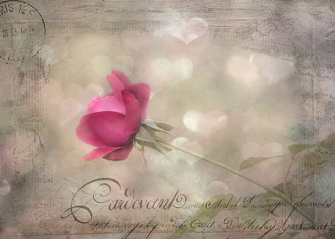 Shabby Cottage Chic Rose