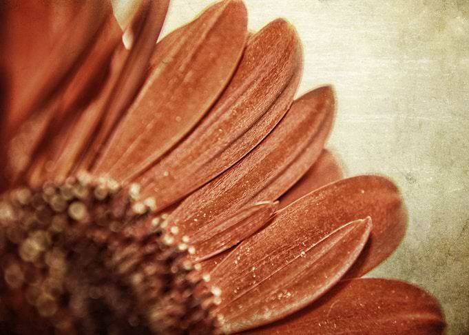 Red Gerbera Daisy