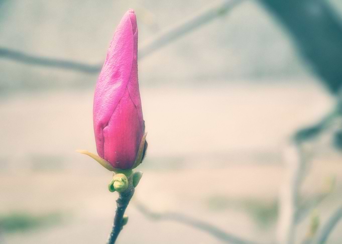 Soft,Blooms Magnolia