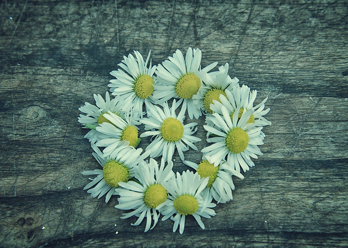Daisy