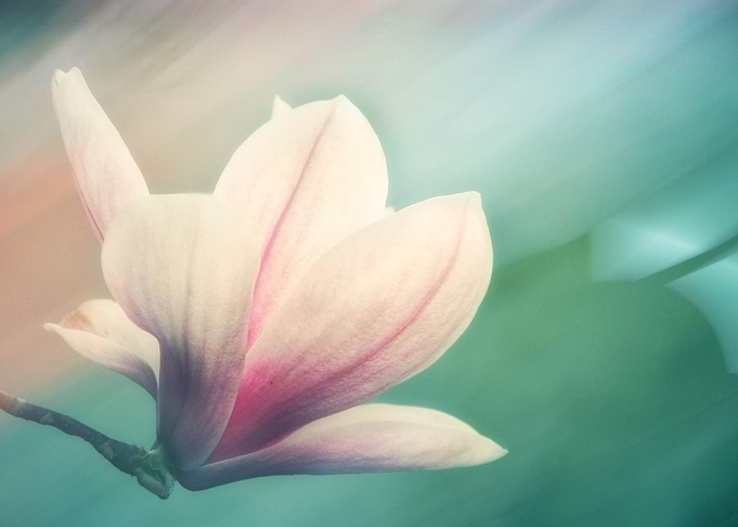 Magnolia macro