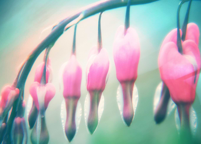 Bleeding Hearts,Pink Flower