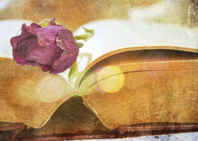 Red rose on a vintage book