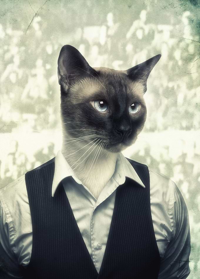 Fancy Cat