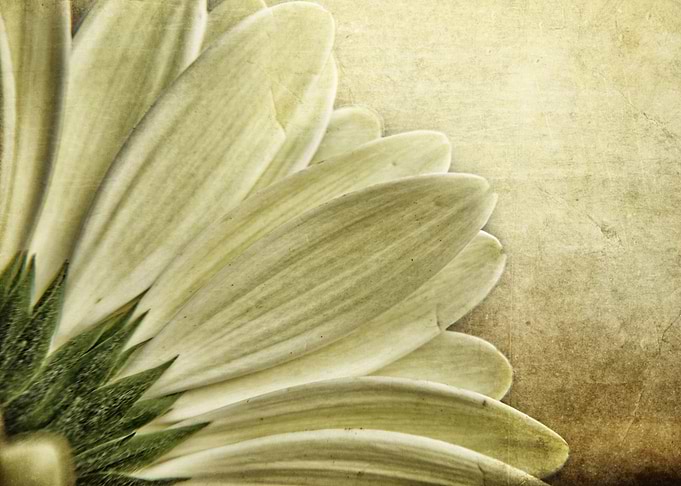White Daisy