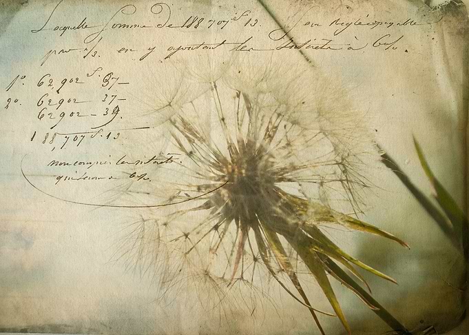 old letter with white dandelion
