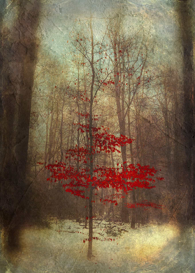 Small red tree in a winter forest