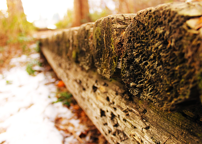 Okanagan Valley, Forest Bridge