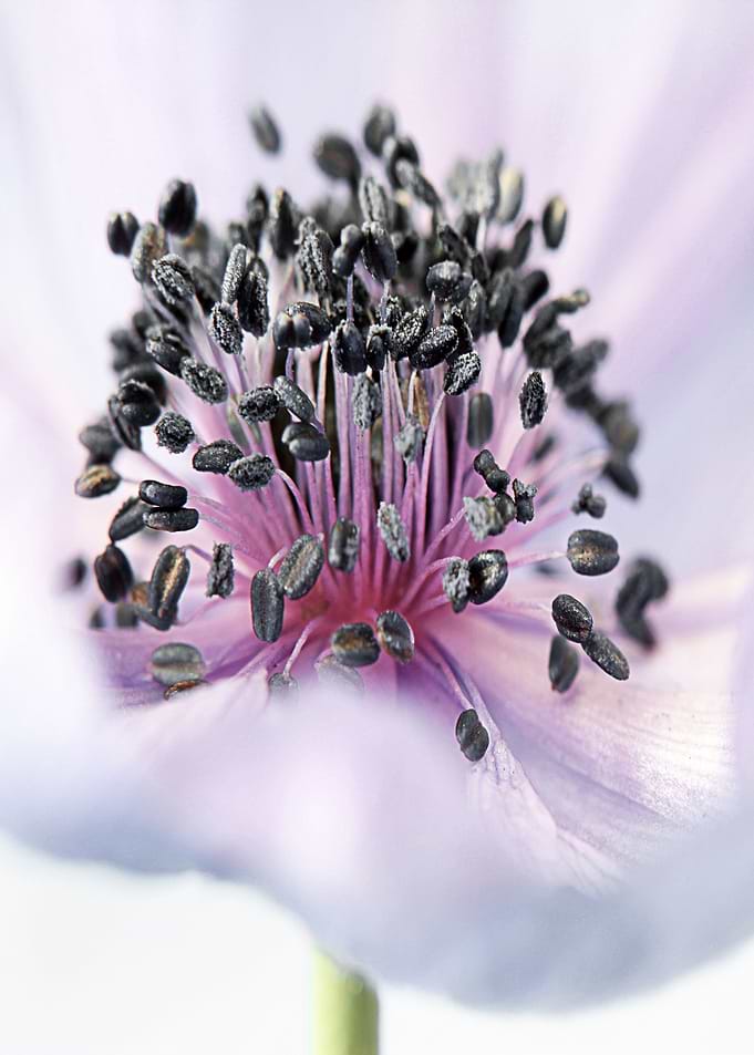 The Anemone