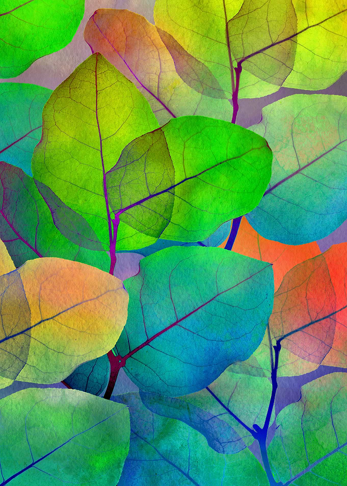 Translucent Leaves