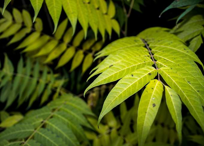 Okanagan Valley, Forest Leaves