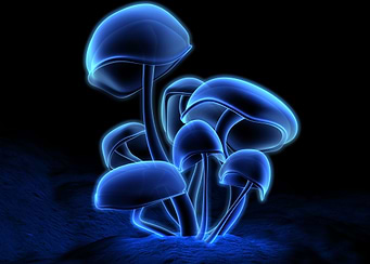 Fluorescence