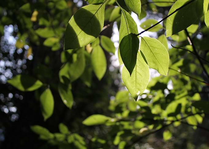Okanagan Valley, Forest Leaves