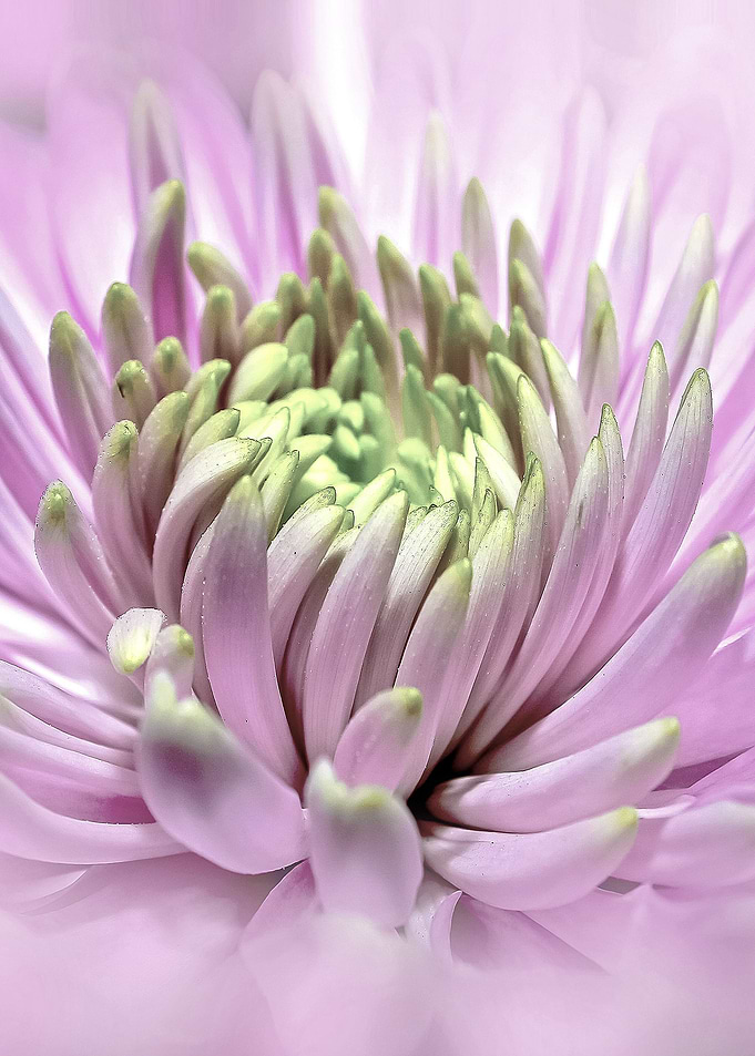 Abstract Dahlia