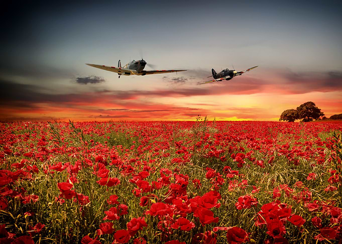 RAF Spitfire and Hurricane fly over a flowering field o ...