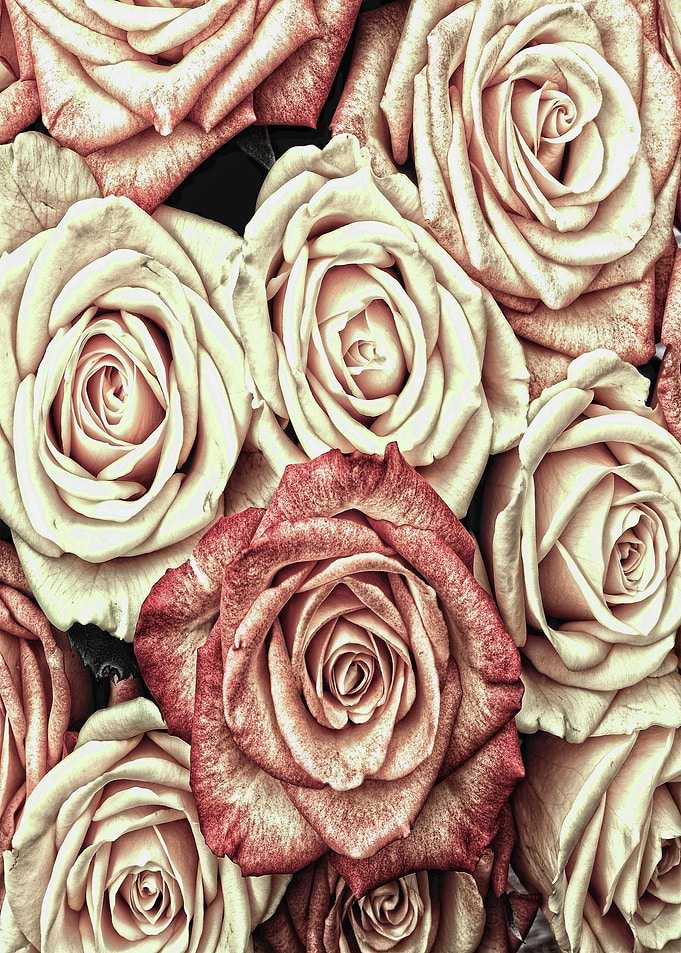 A Bed of Roses