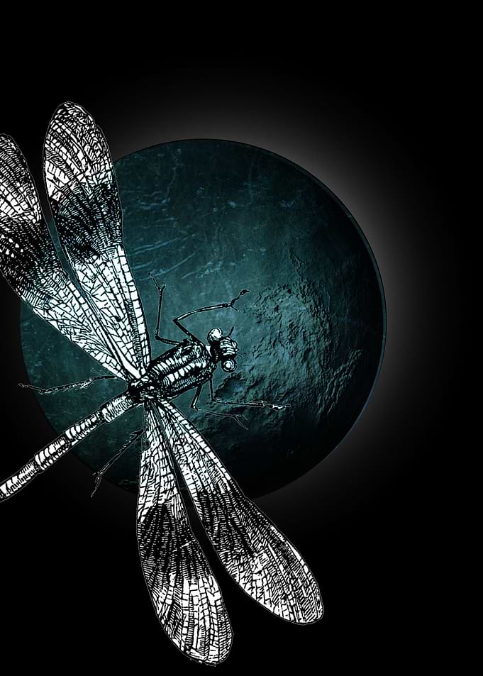 DRAGONFLY IV-d