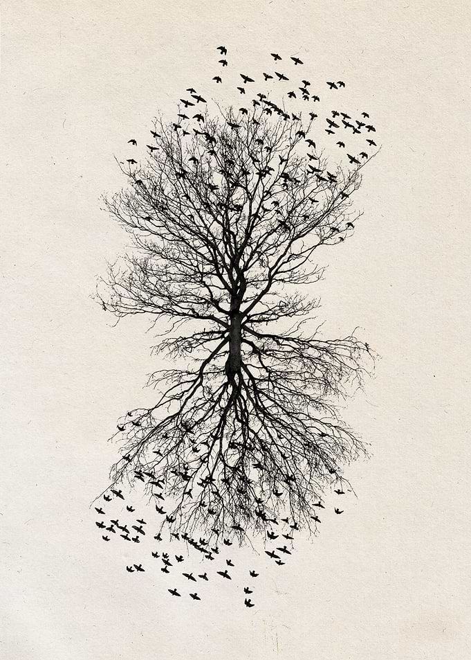 Tree of Life