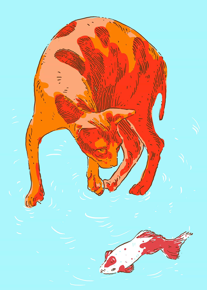Koi Cat