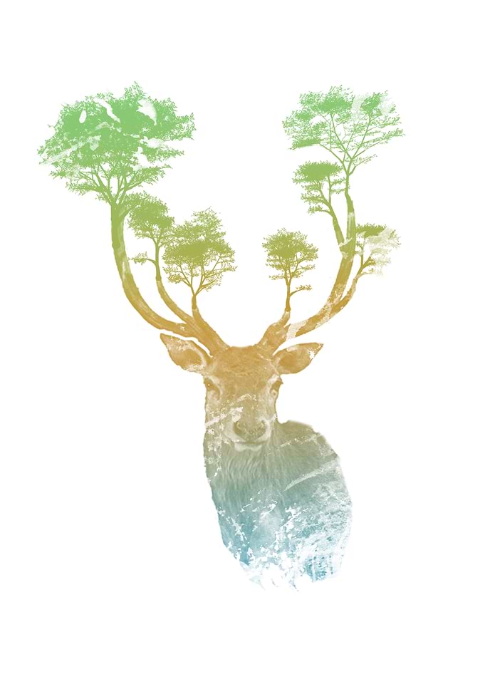 Summer Stag